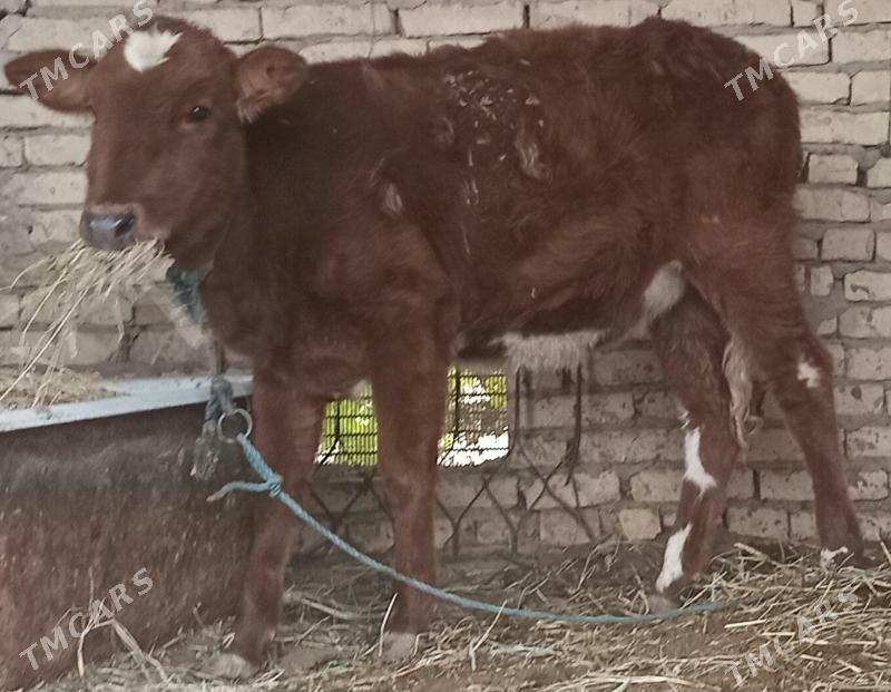 gunajyn - Çärjew - img 2