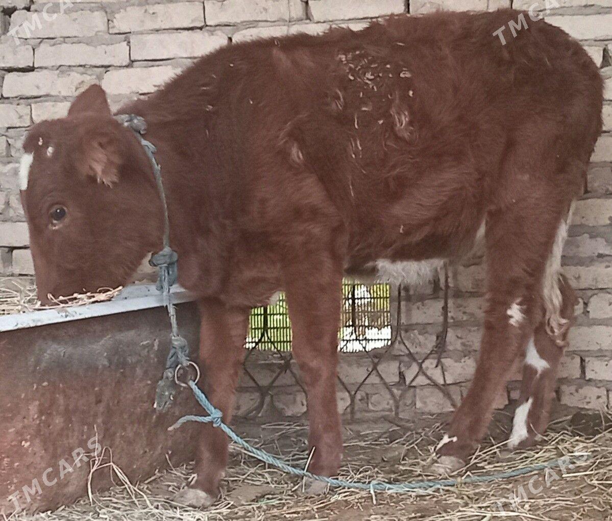 gunajyn - Çärjew - img 4