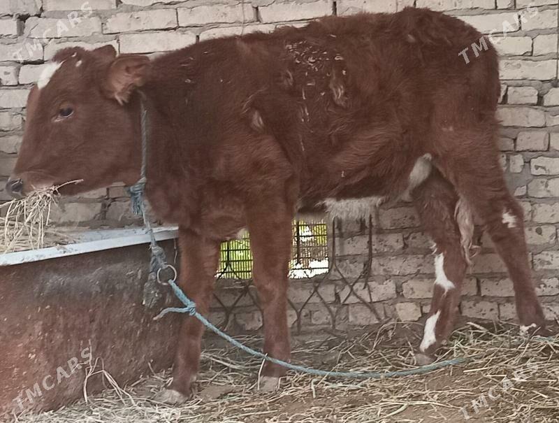 gunajyn - Çärjew - img 5