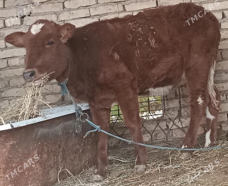 gunajyn - Çärjew - img 3