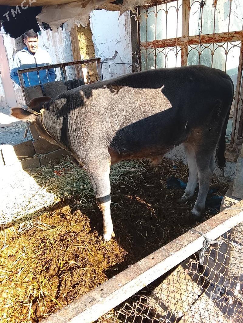 ÖKÜZ - Гызыларбат - img 1