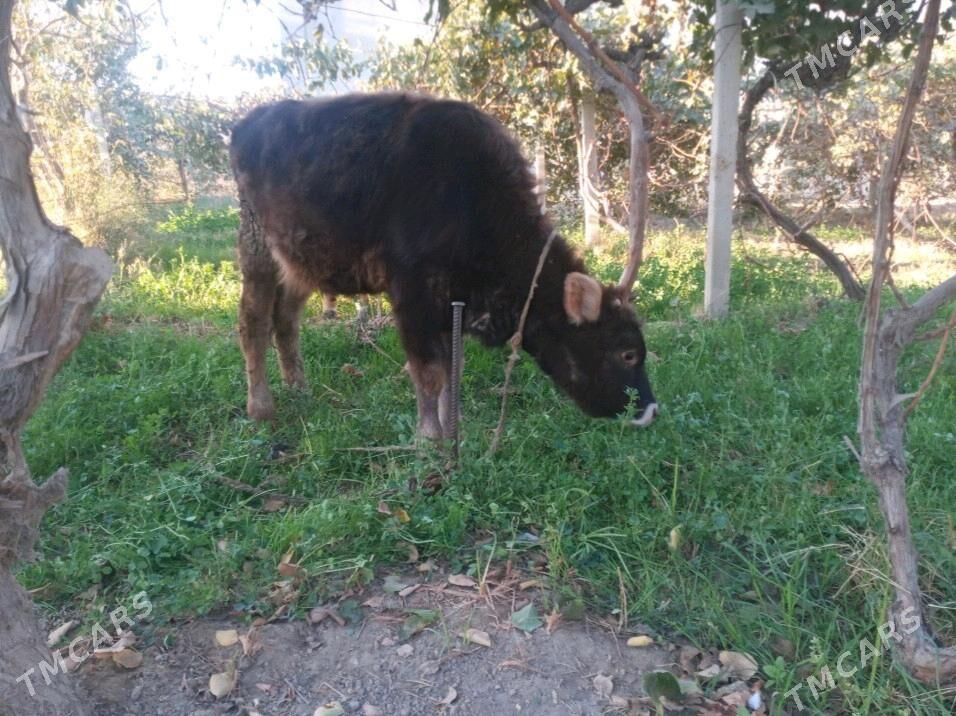 Göle - Gökdepe - img 1