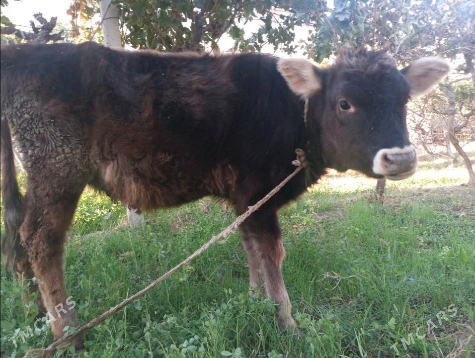 Göle - Gökdepe - img 2