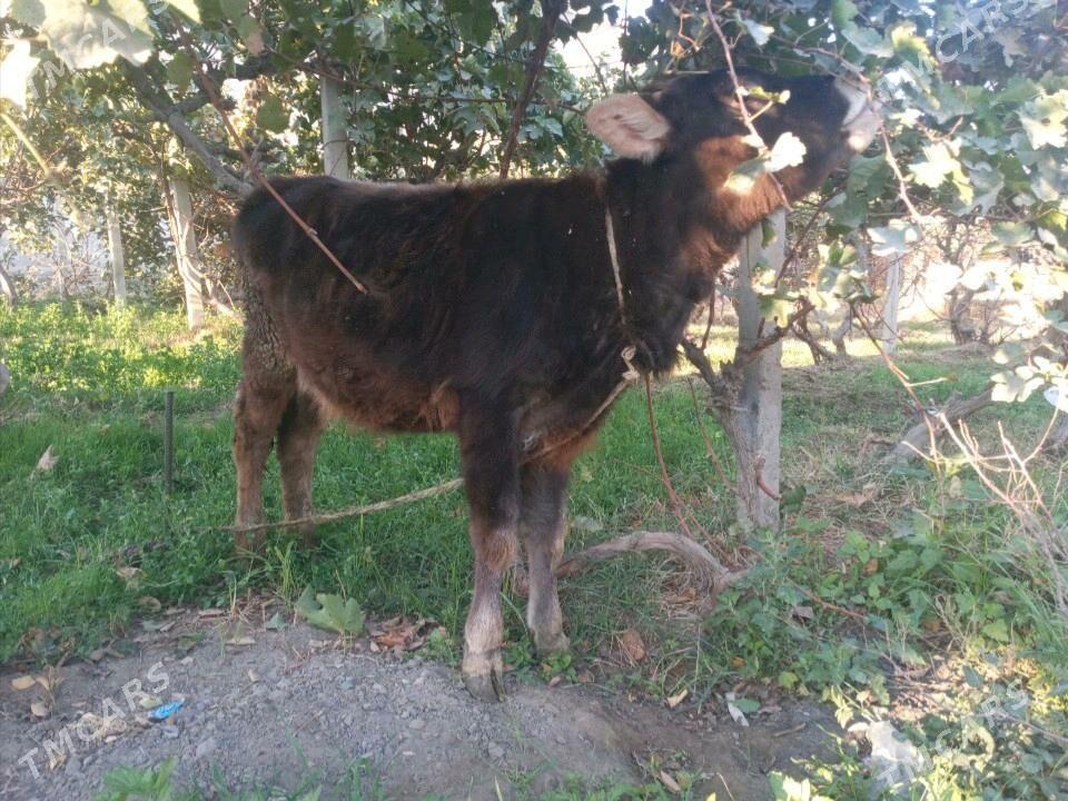 Göle - Gökdepe - img 3