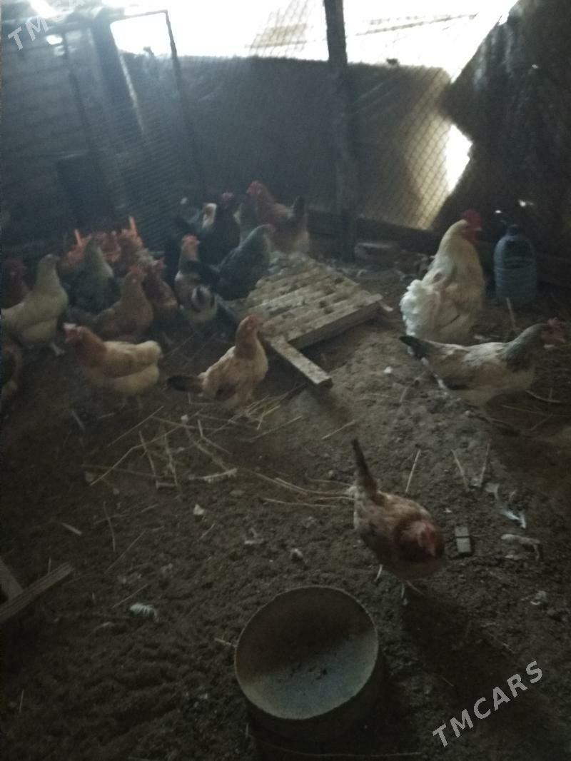 towuk - Мары - img 3