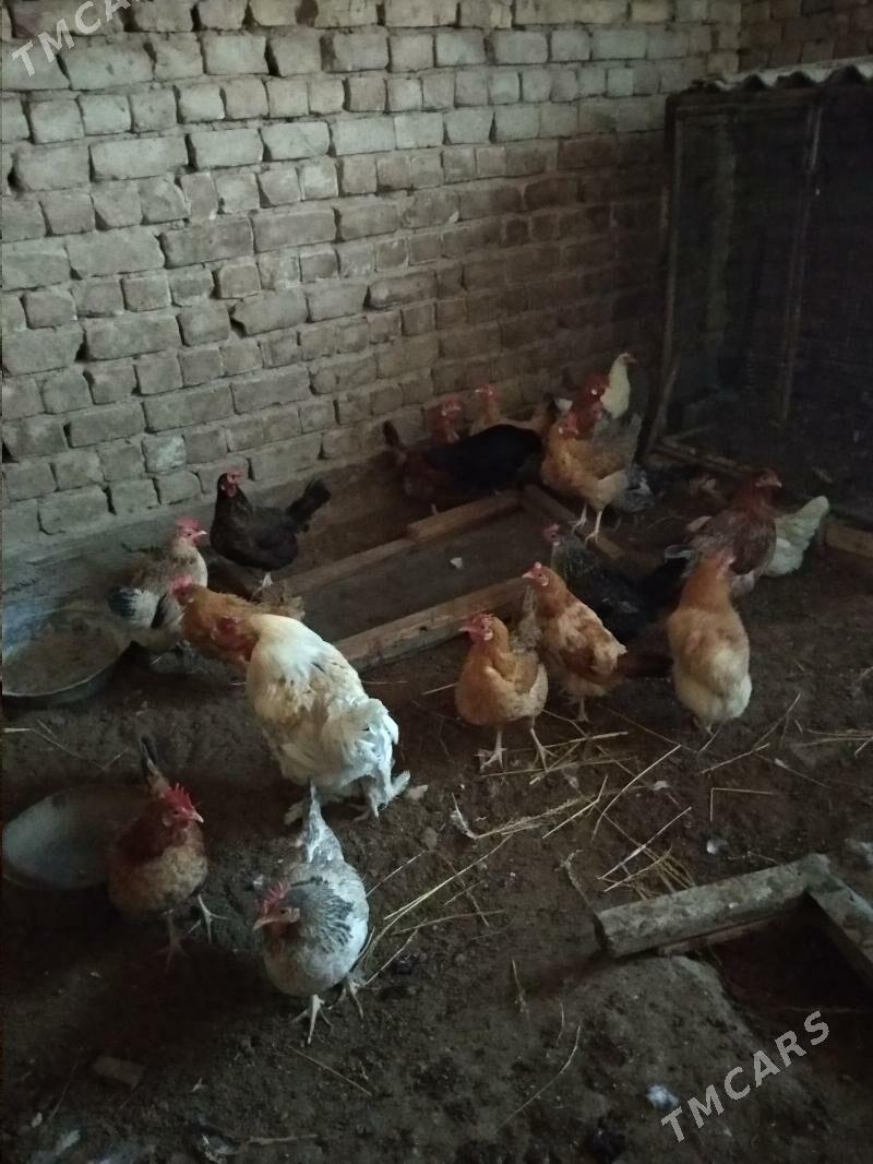 towuk - Мары - img 2