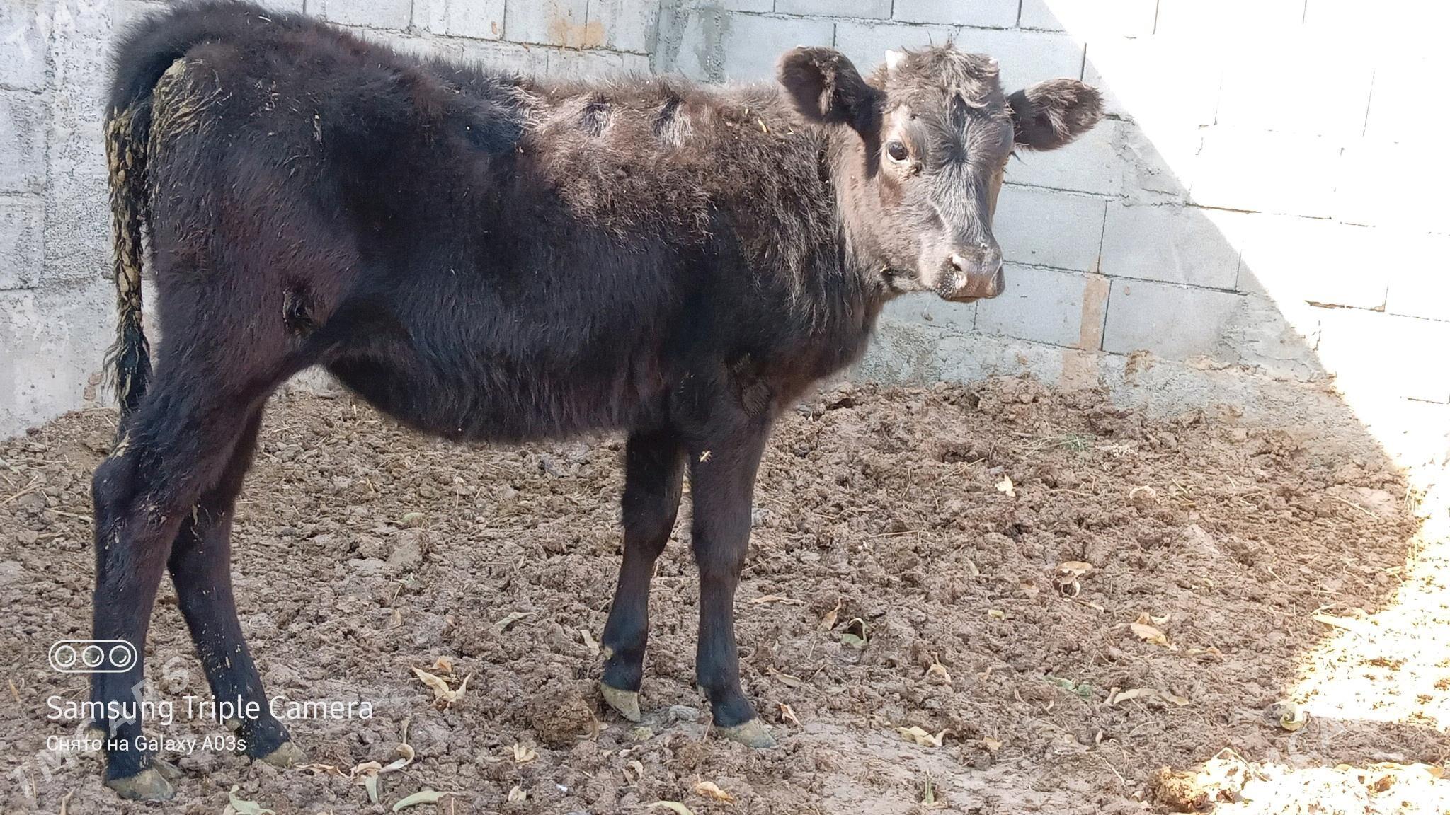 TUWE - Gökdepe - img 2