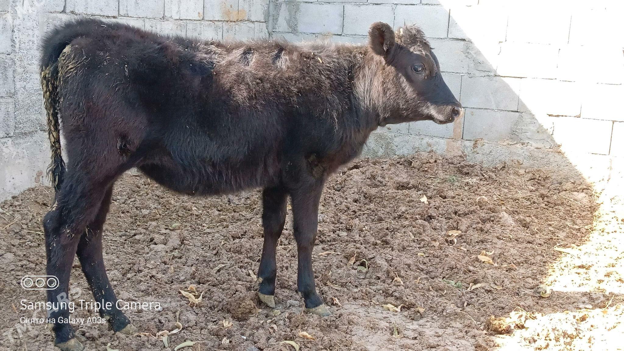 TUWE - Gökdepe - img 3