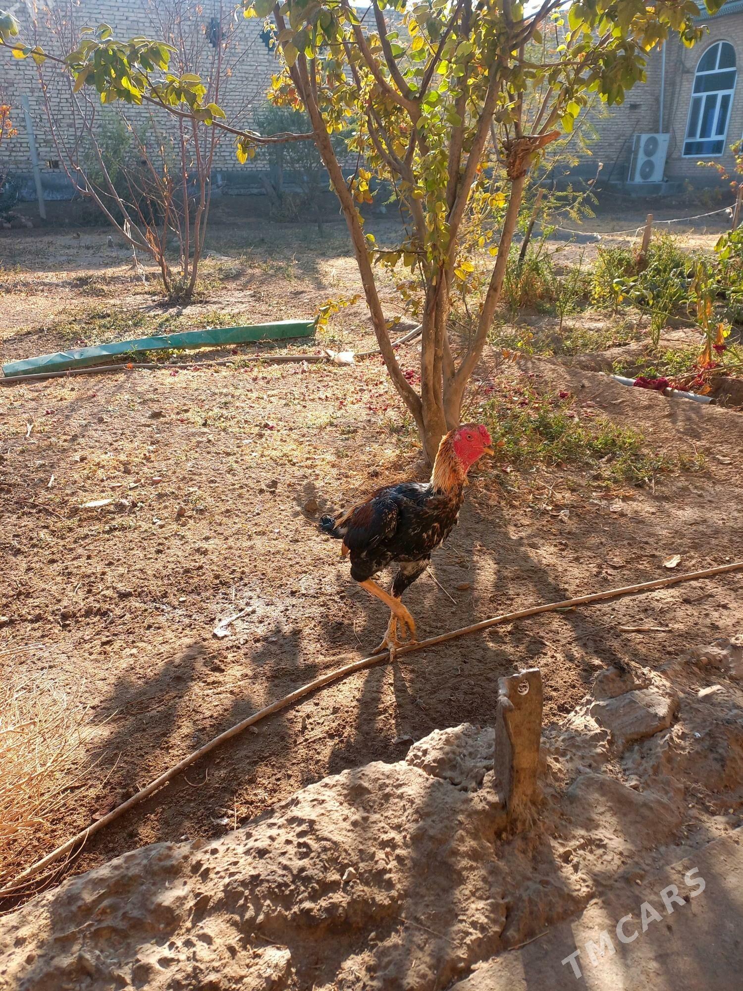 хораз - Çärjew - img 3