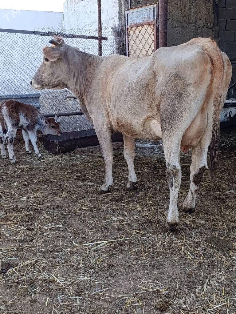 arassa şwes göleli sygyr - Гёкдепе - img 7