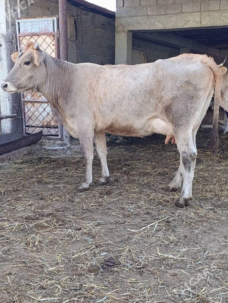 arassa şwes göleli sygyr - Гёкдепе - img 1