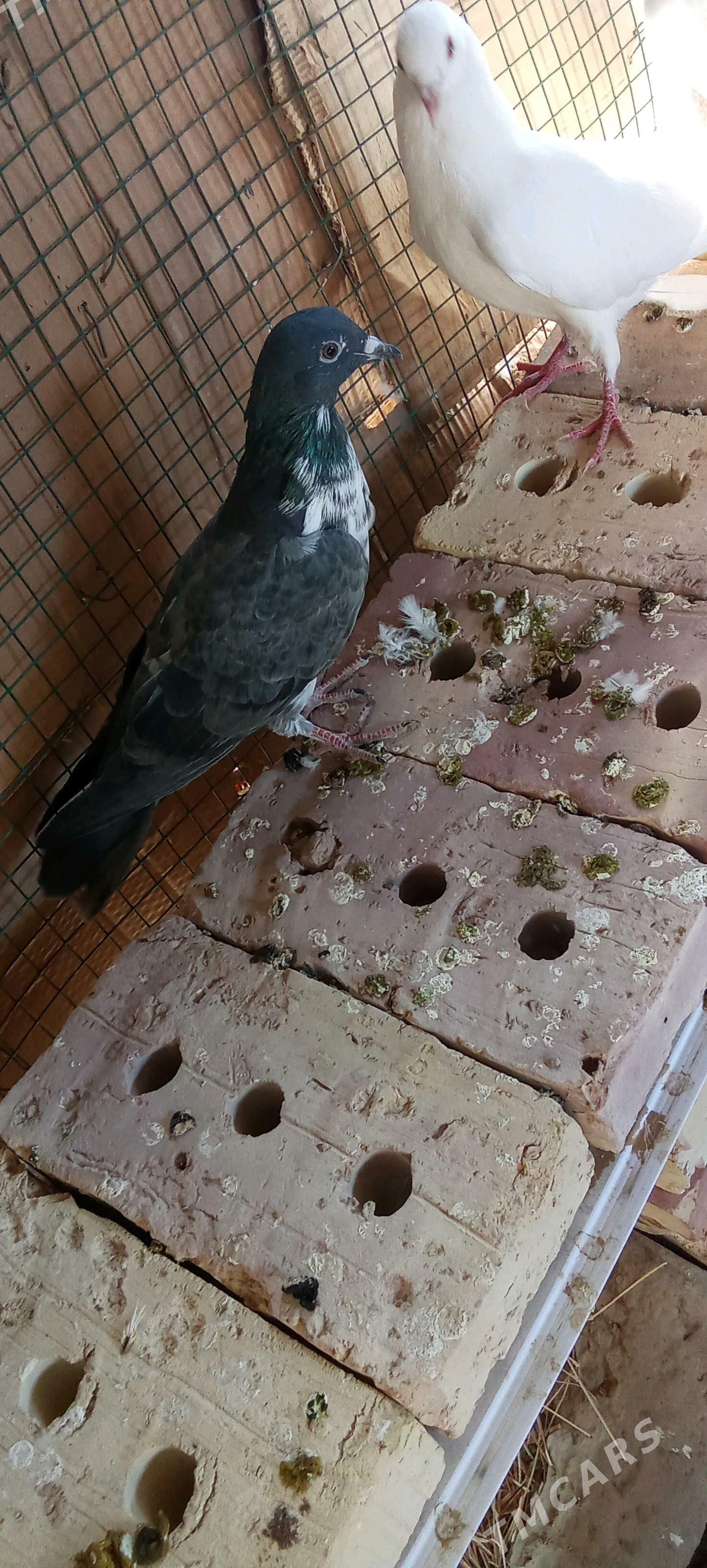 kepderi kepderi - Каракумский этрап - img 1