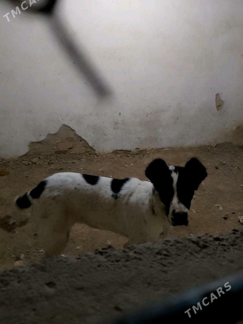 alabay it - Gyzylarbat - img 1