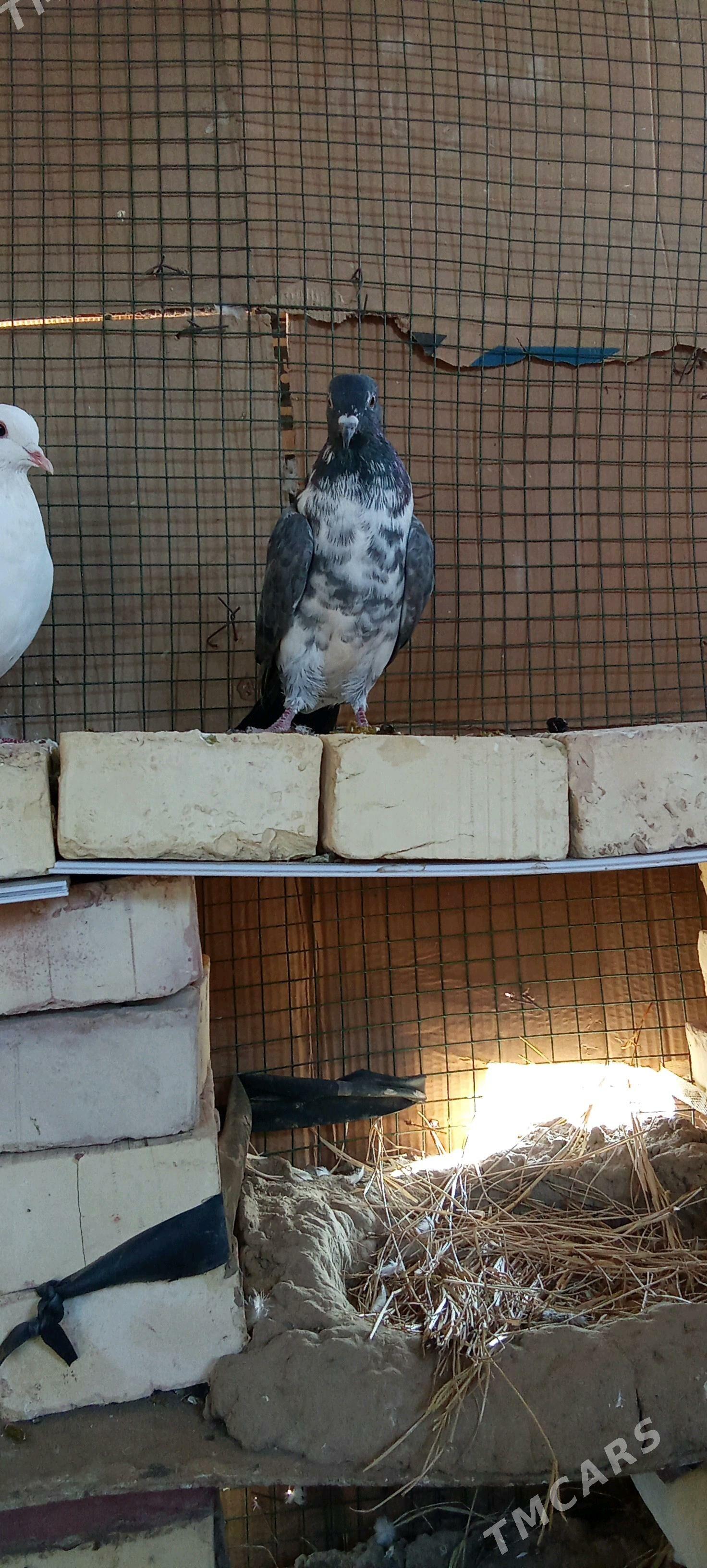 kepderi kepderi - Каракумский этрап - img 2