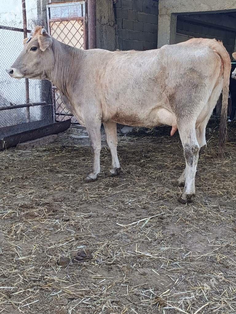 arassa şwes göleli sygyr - Гёкдепе - img 6