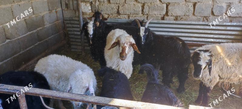 çebiş - Ýalkym - img 3