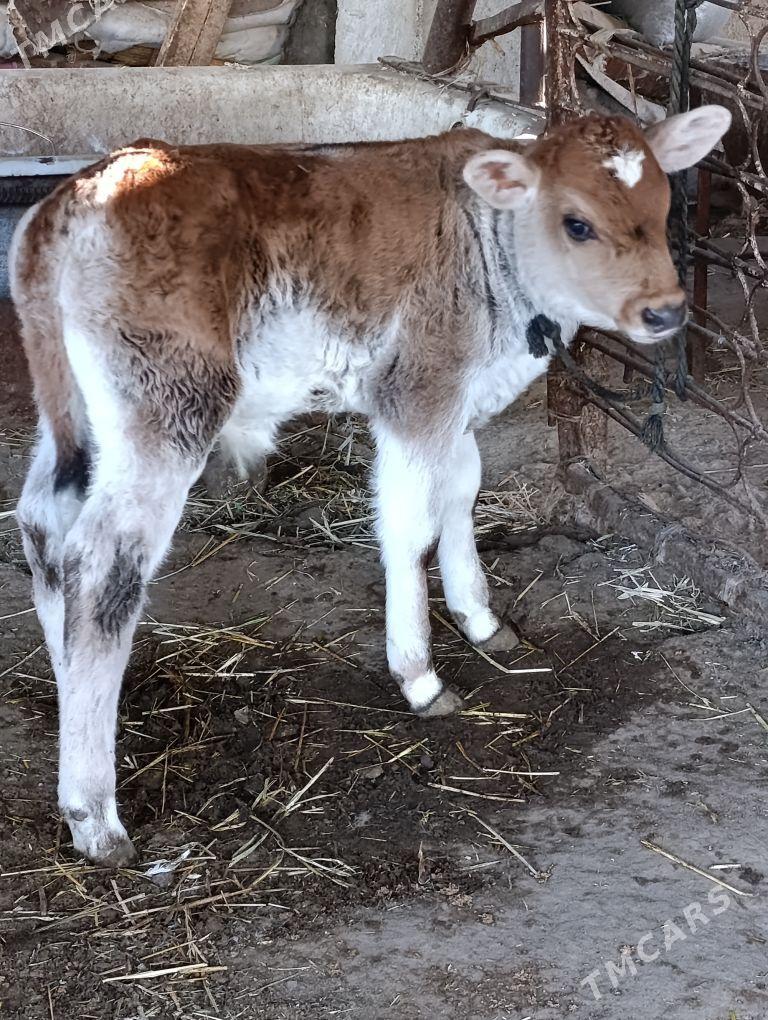 arassa şwes göleli sygyr - Гёкдепе - img 4