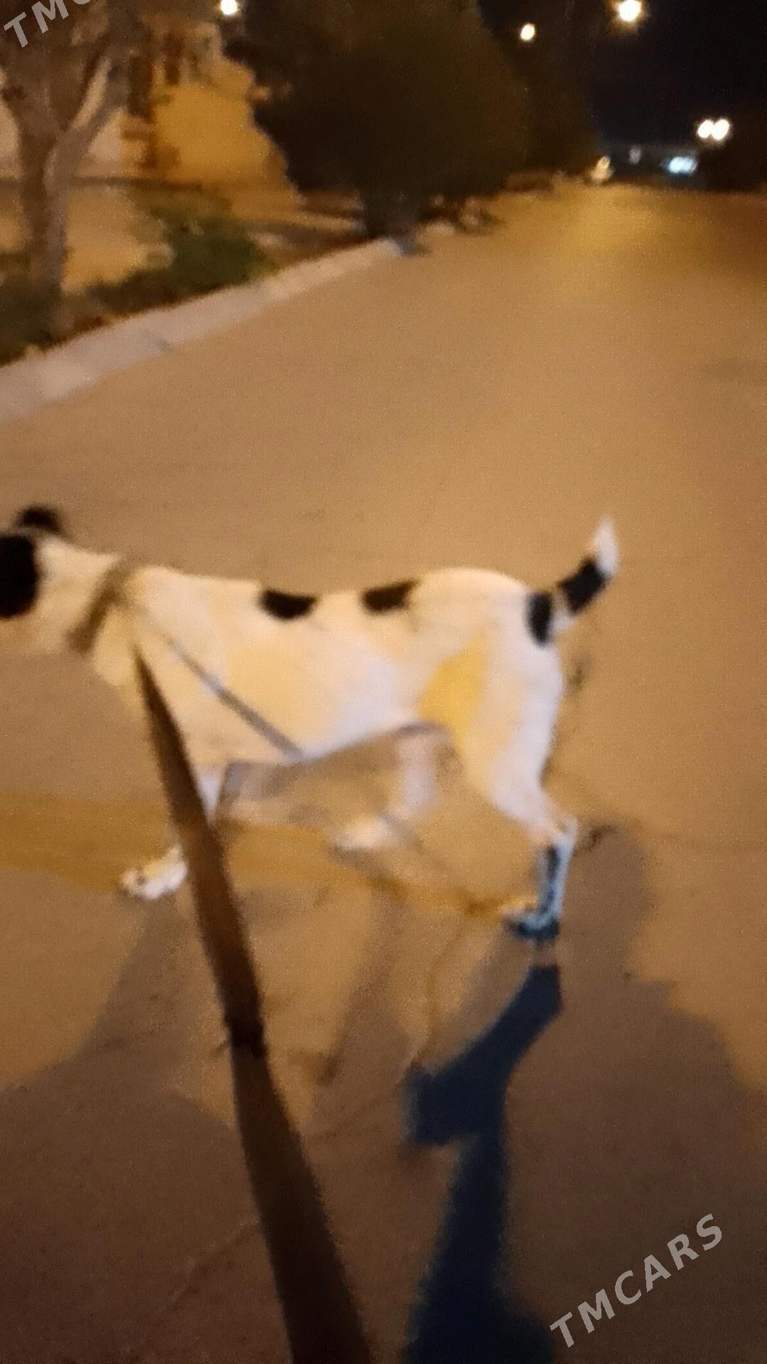 alabay it - Gyzylarbat - img 2