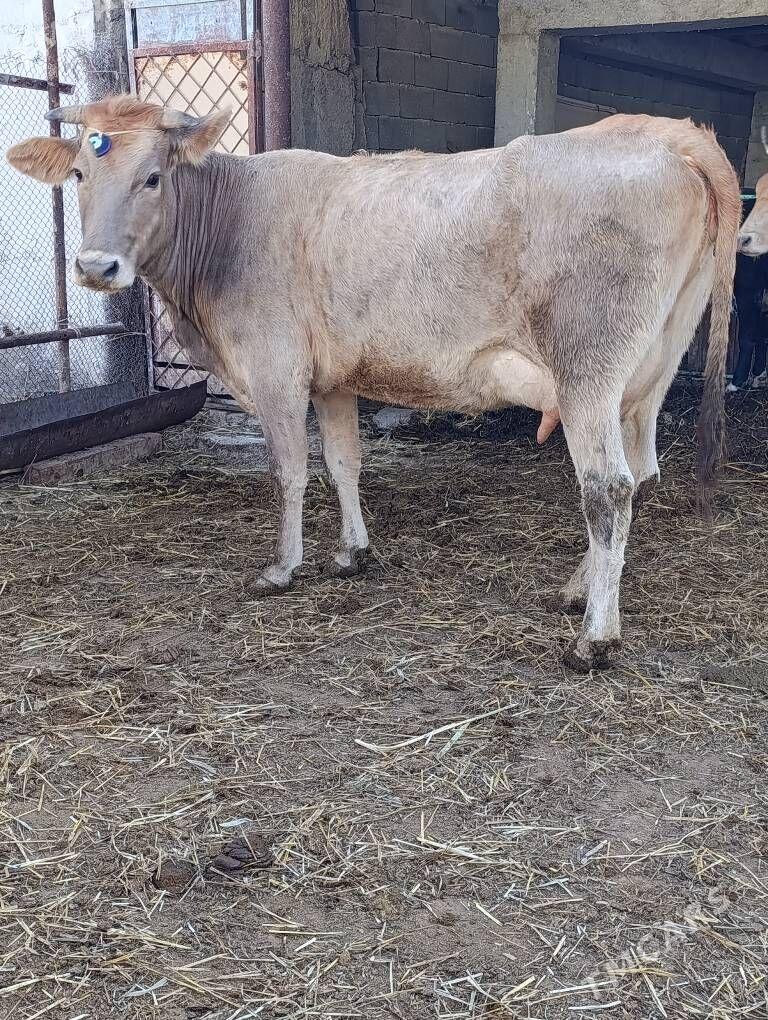 arassa şwes göleli sygyr - Гёкдепе - img 10