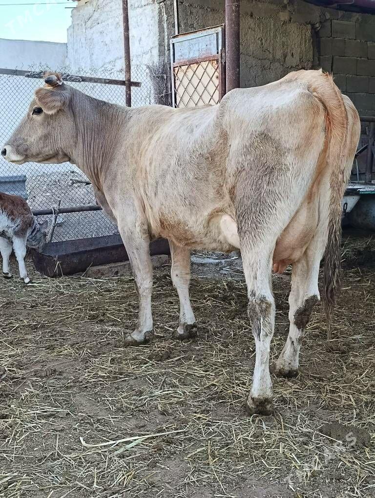 arassa şwes göleli sygyr - Гёкдепе - img 8