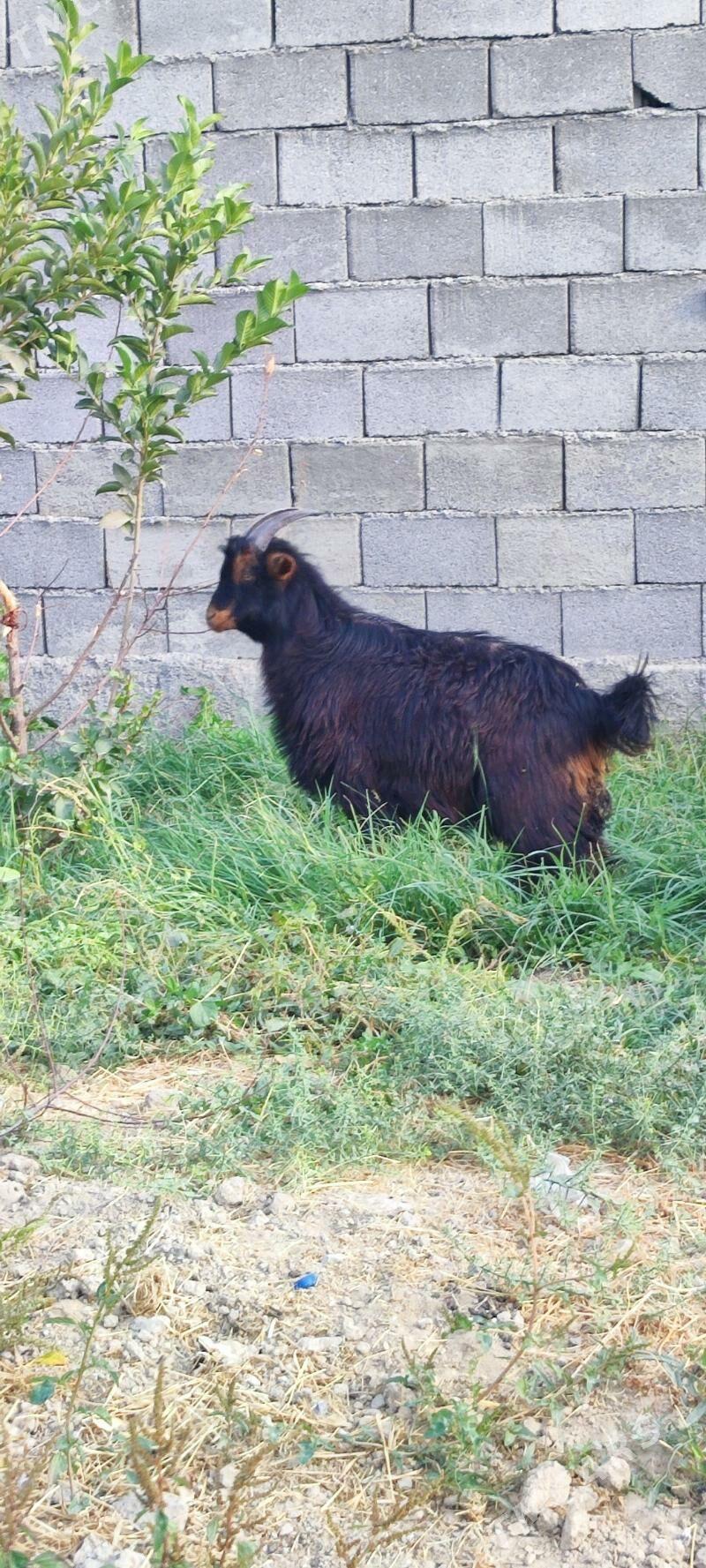 çebiş - Ýalkym - img 1