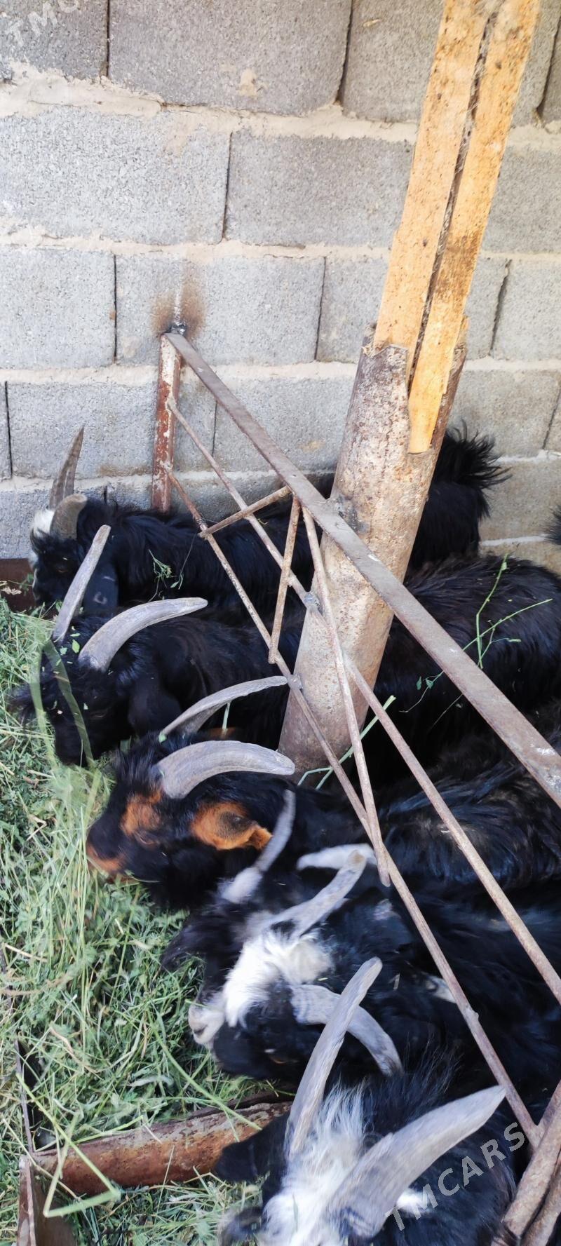 çebiş - Ýalkym - img 2