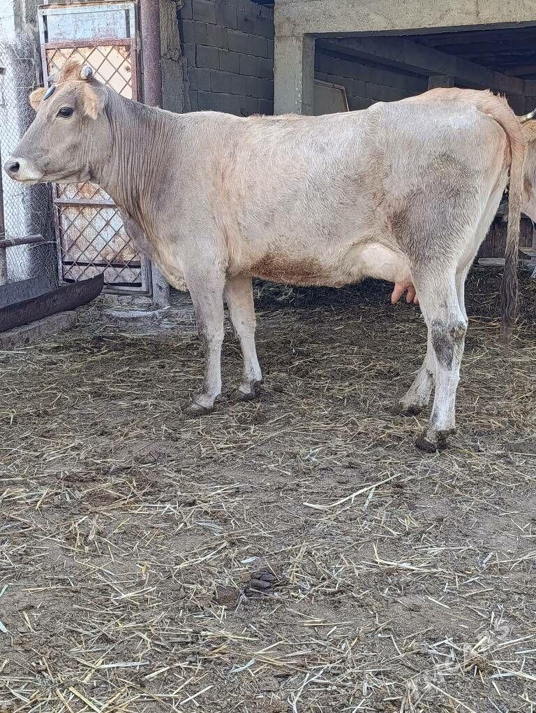 arassa şwes göleli sygyr - Гёкдепе - img 9