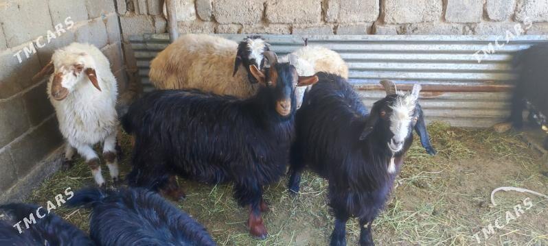 çebiş - Ýalkym - img 4