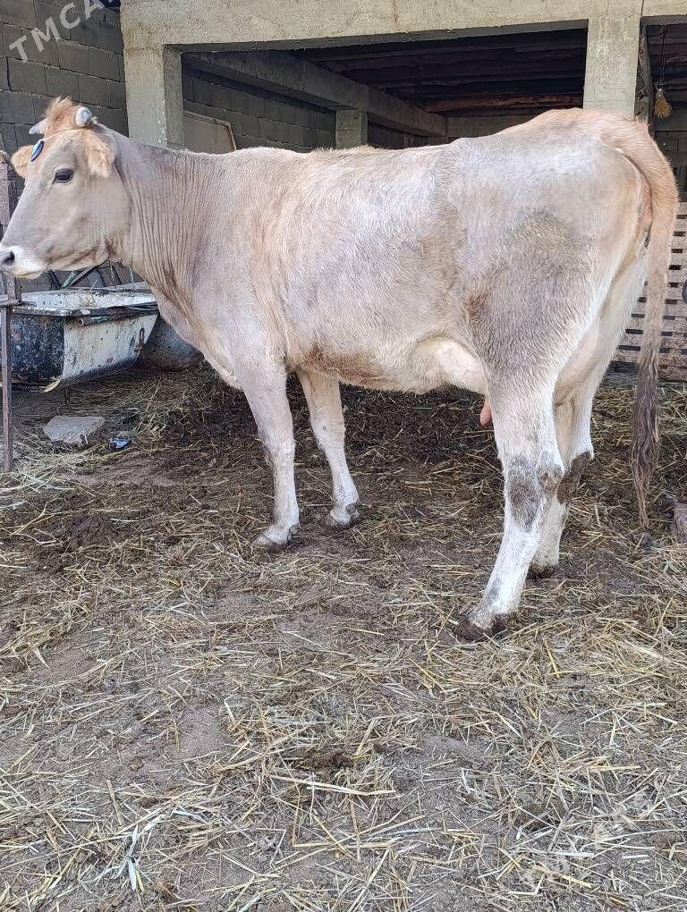 arassa şwes göleli sygyr - Гёкдепе - img 5