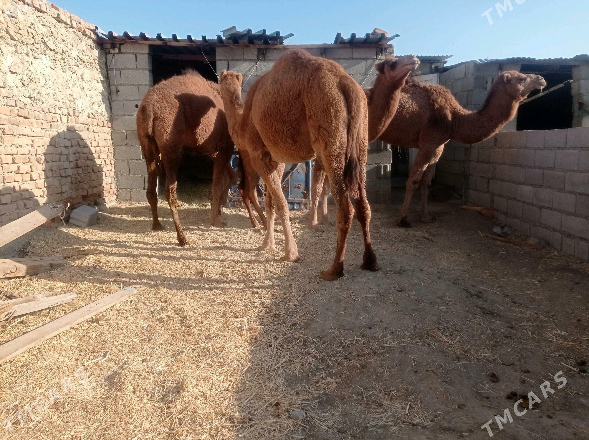 dulc - Бахарден - img 3