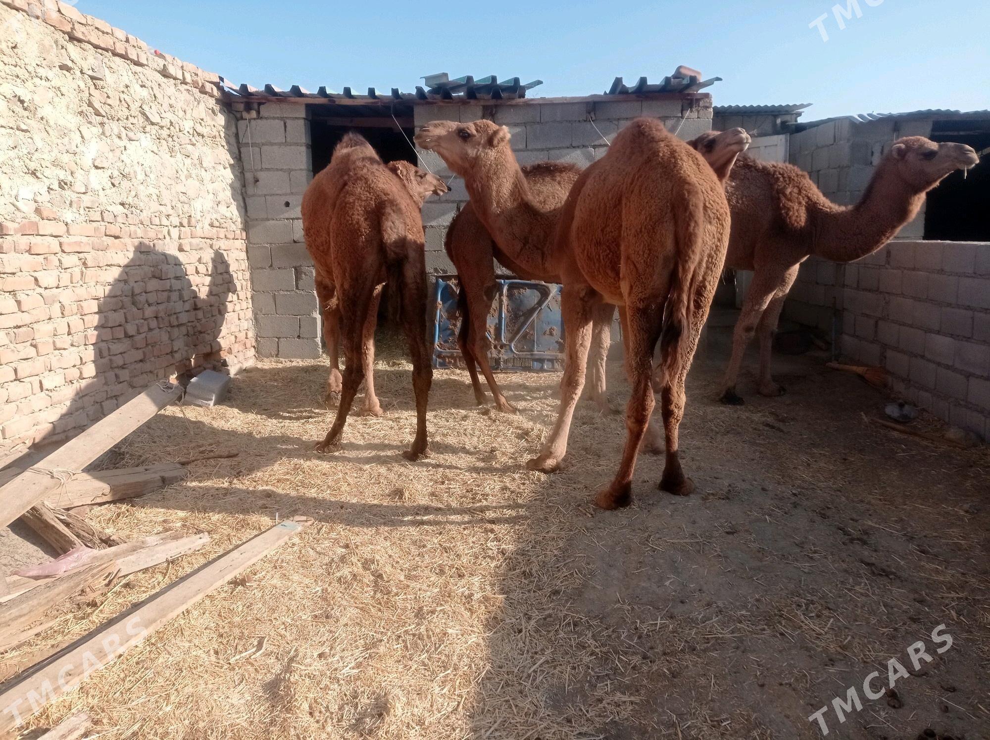 dulc - Бахарден - img 4