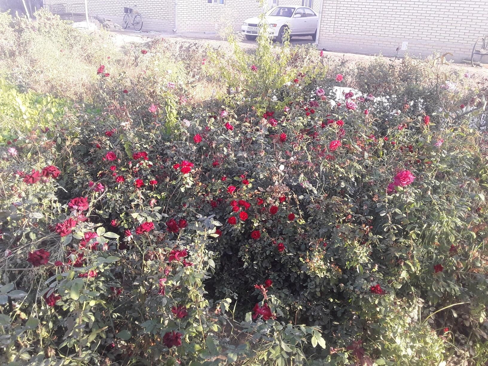 dasary guller - Mary - img 9