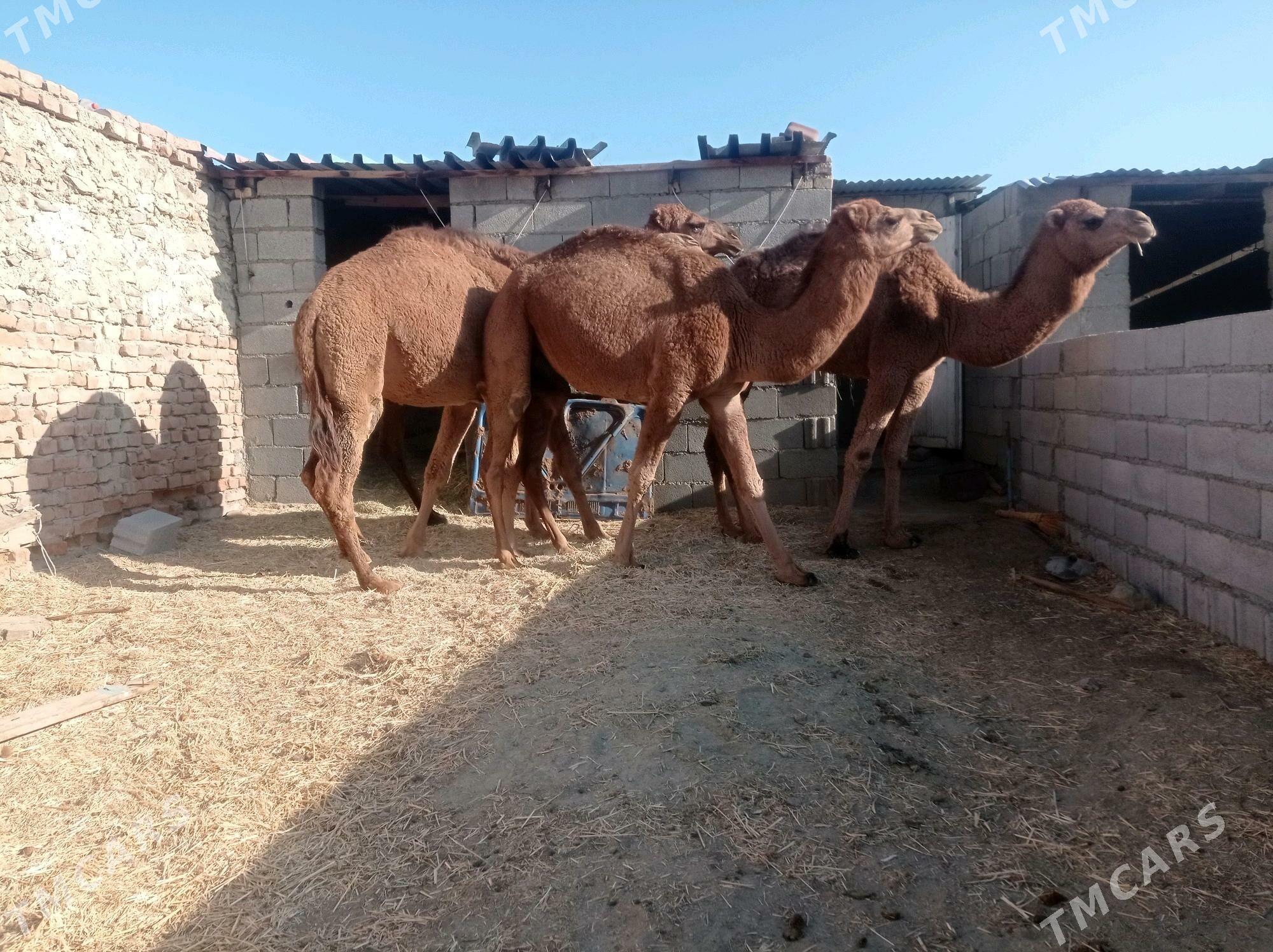 dulc - Бахарден - img 2