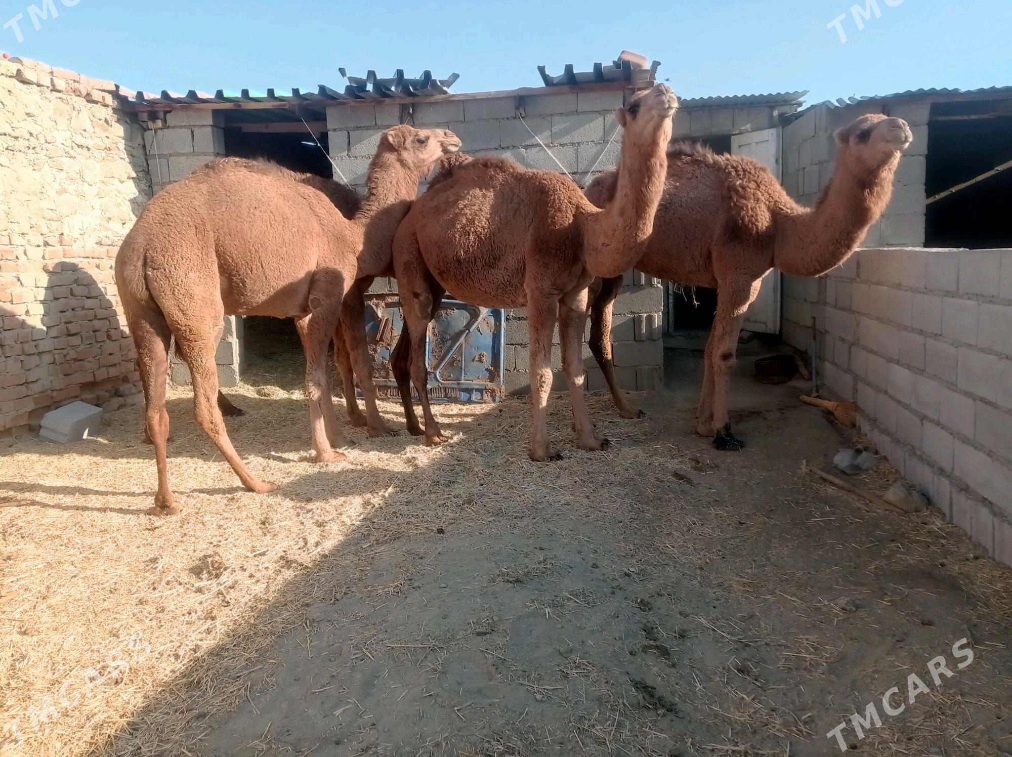 dulc - Бахарден - img 1