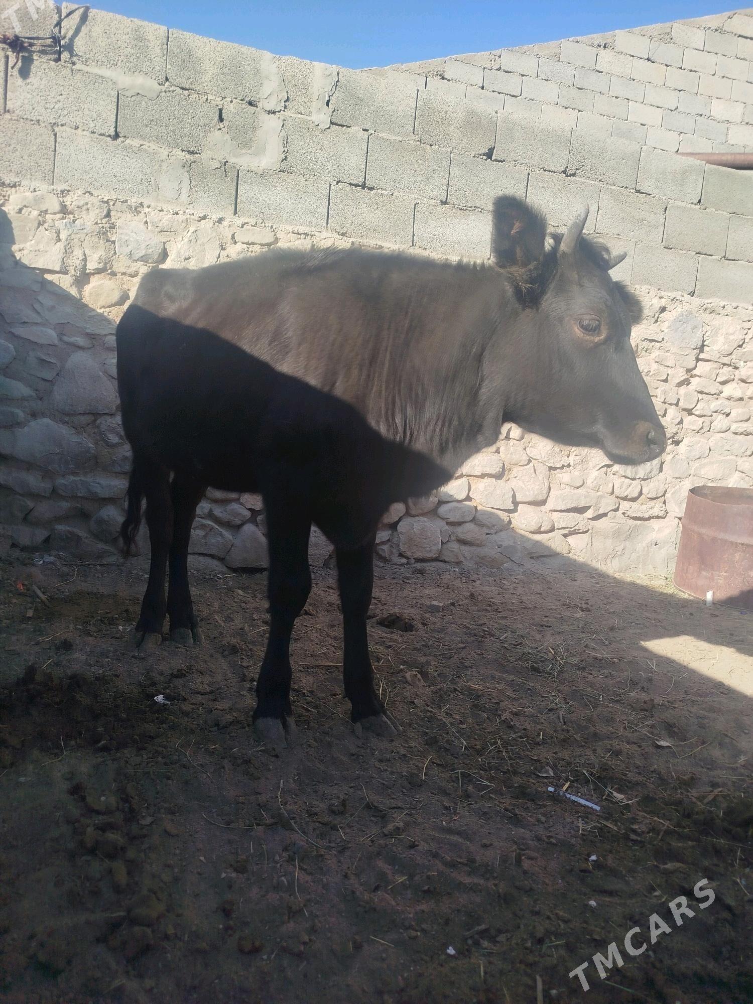 Gaçar - Гызыларбат - img 2