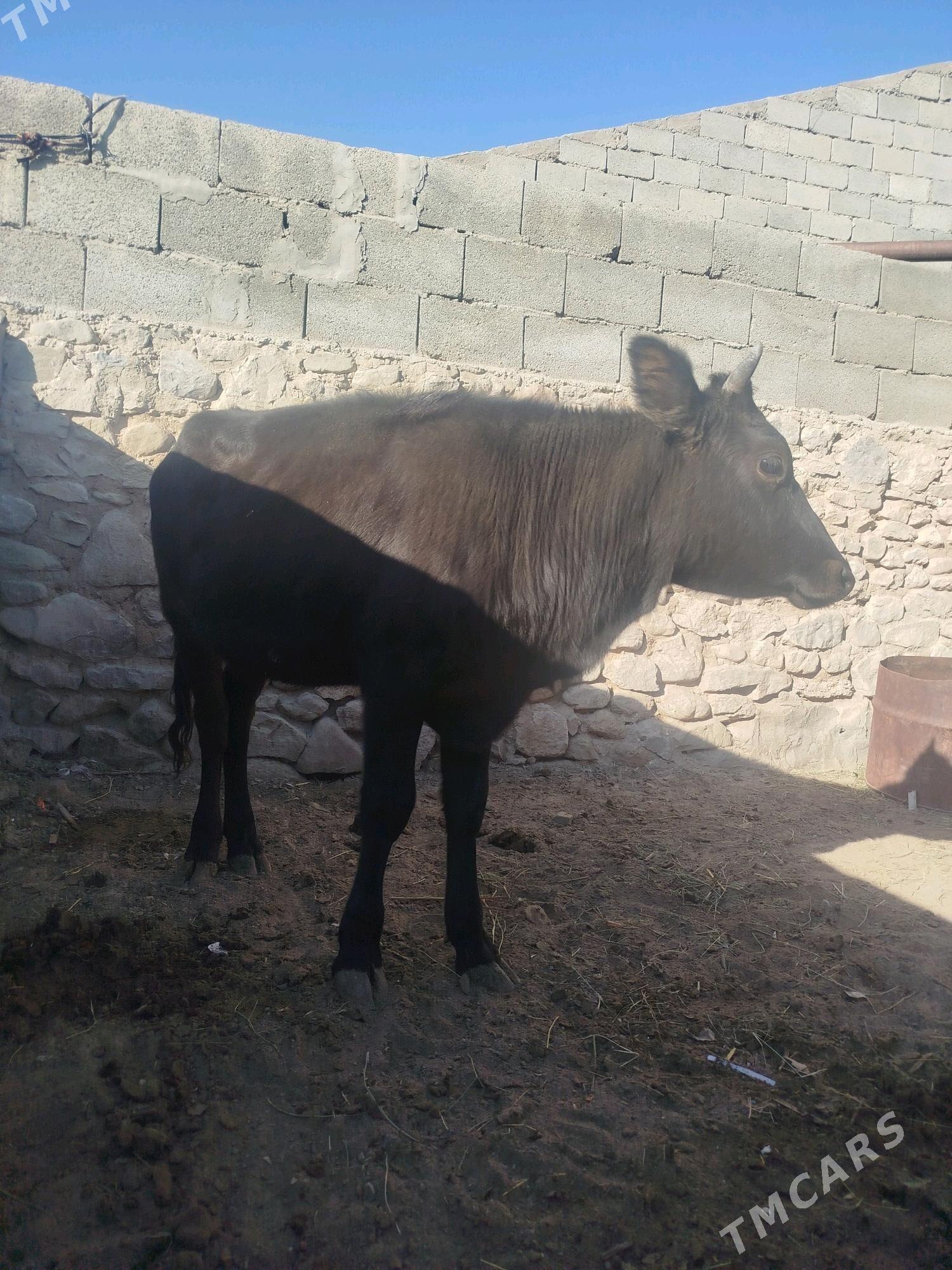 Gaçar - Гызыларбат - img 1