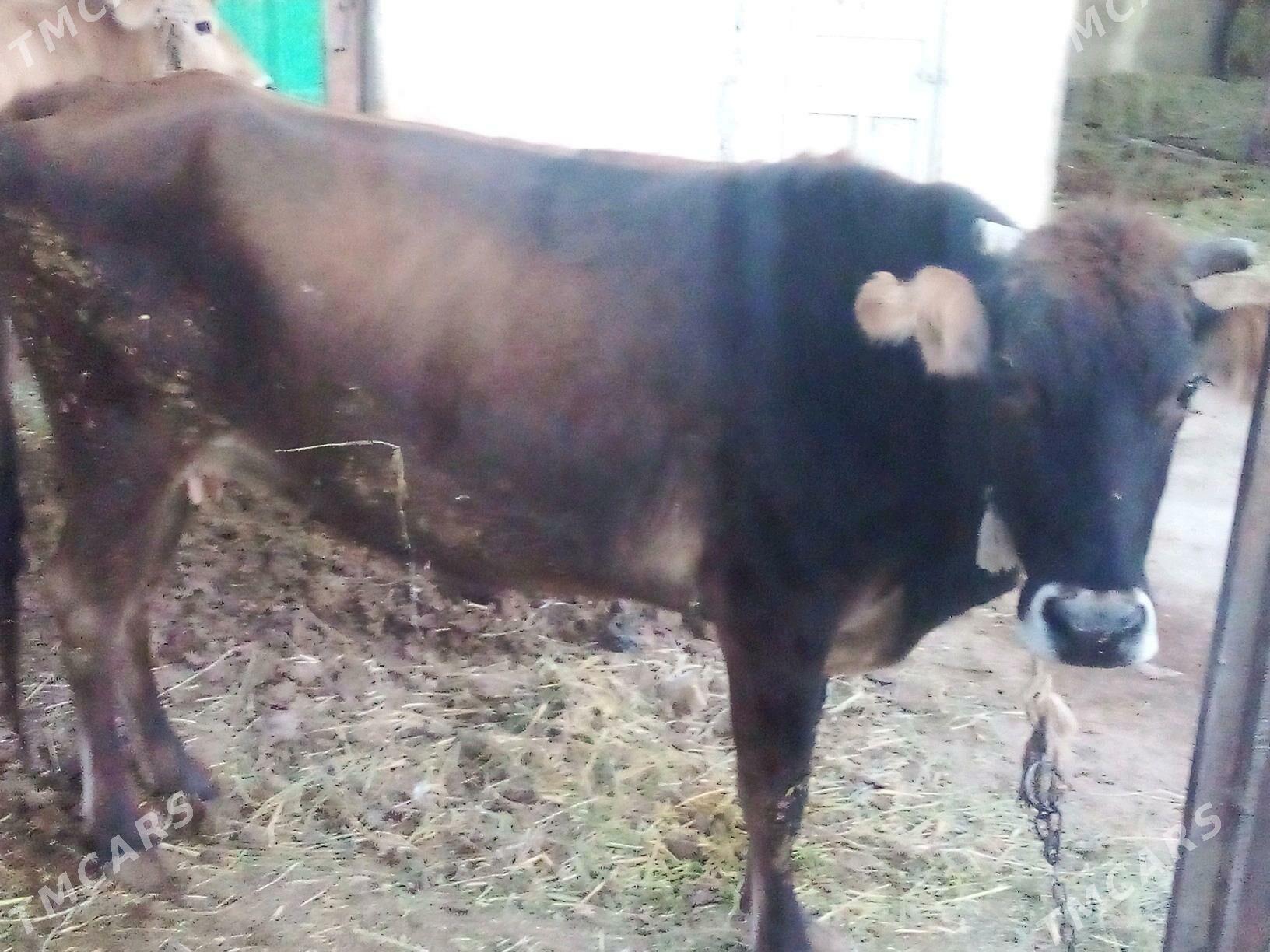 Gysyr sygyr - Gökdepe - img 2