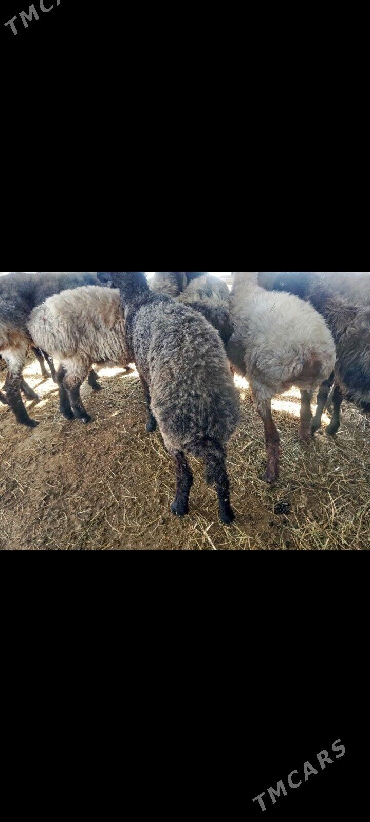 garakol-kurti goyun - Aşgabat - img 2