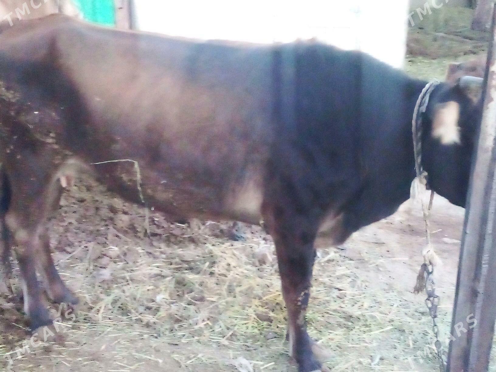 Gysyr sygyr - Gökdepe - img 1