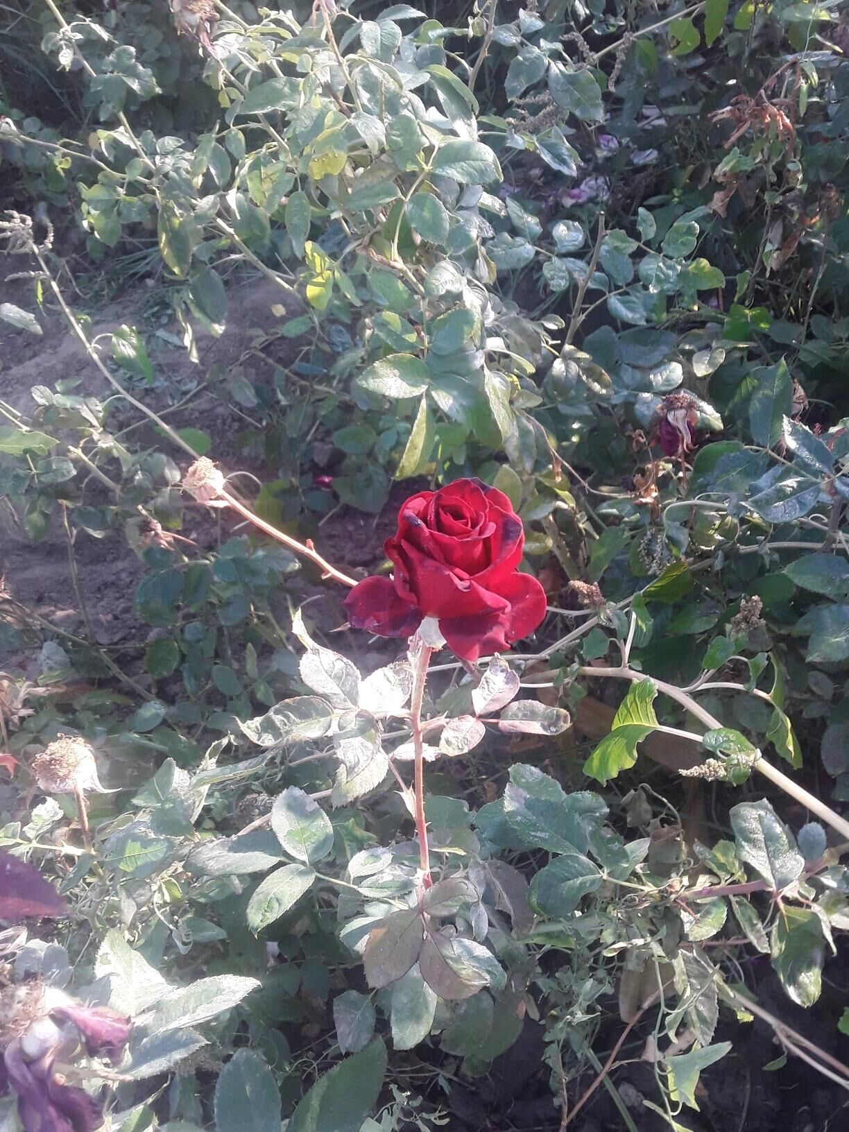 dasary guller - Mary - img 10