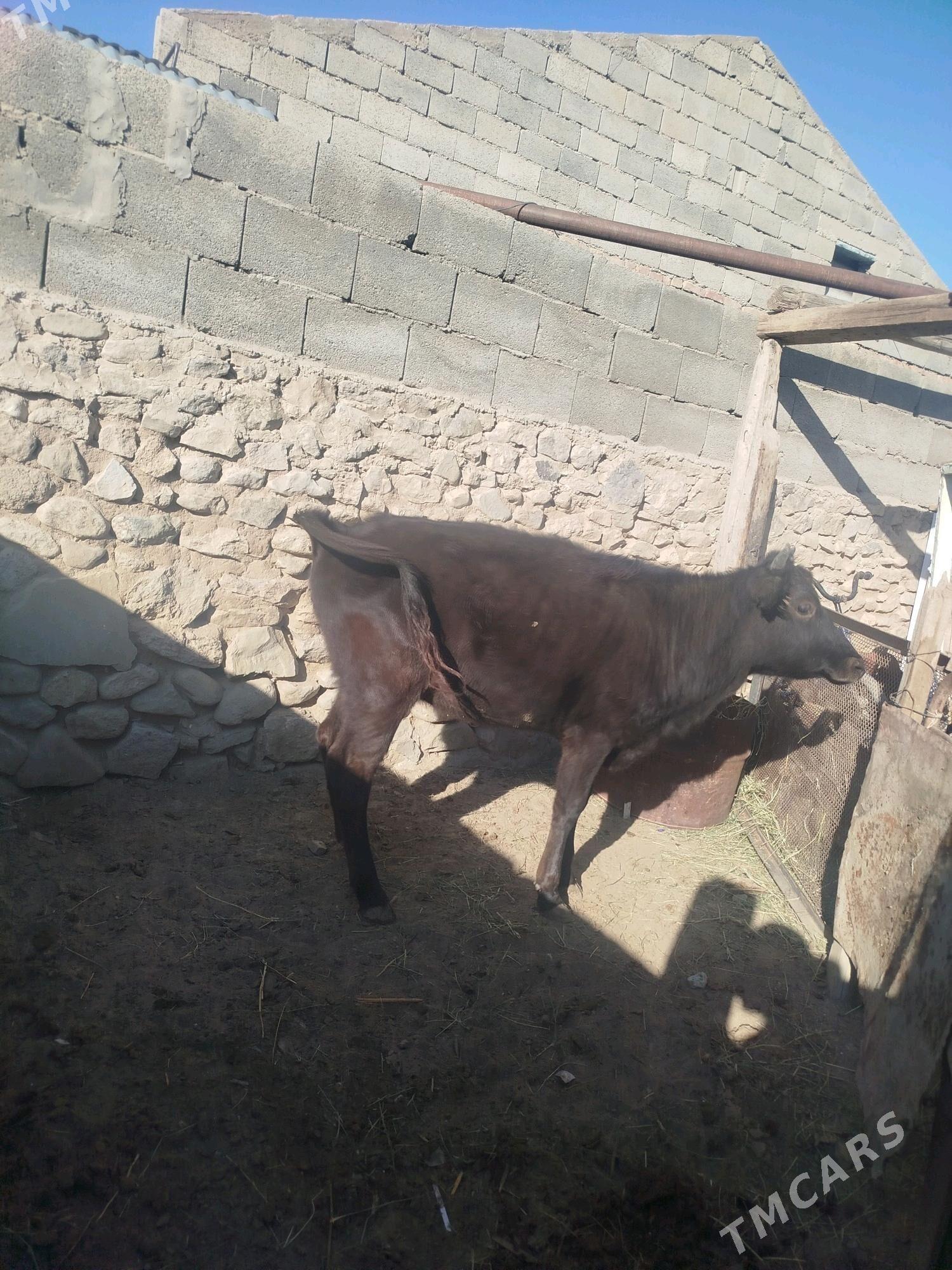 Gaçar - Гызыларбат - img 3