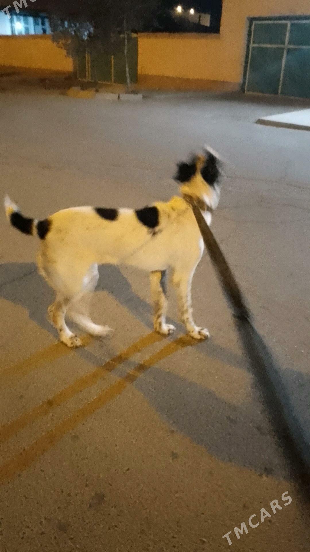 alabay it - Gyzylarbat - img 3