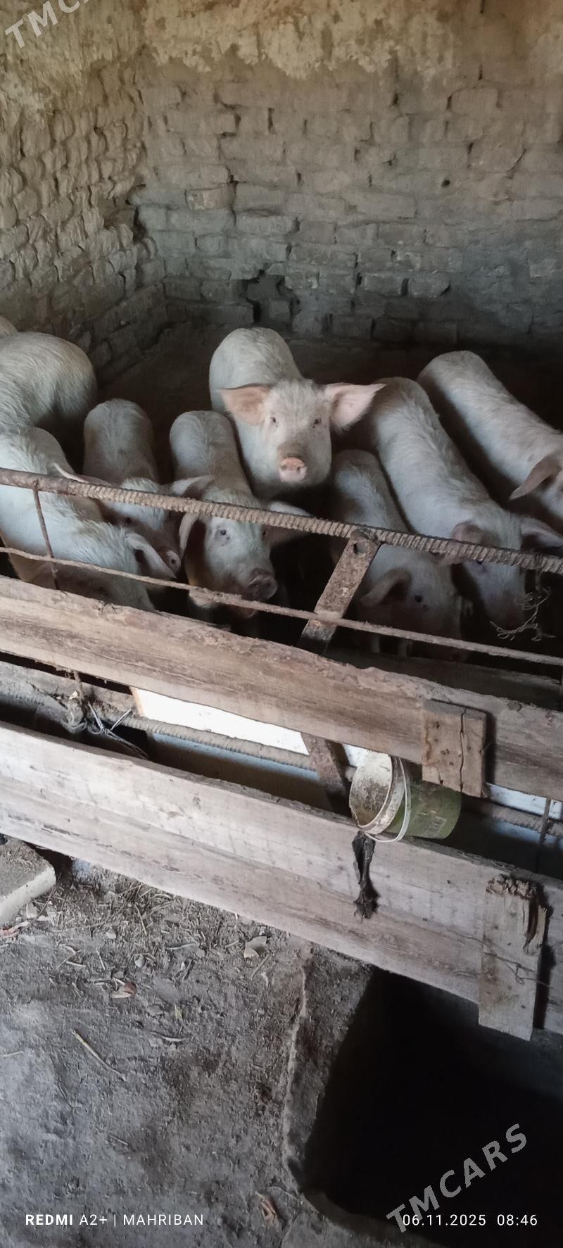 doñuz - Туркменабат - img 2