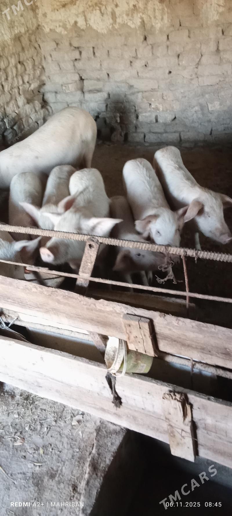 doñuz - Туркменабат - img 4