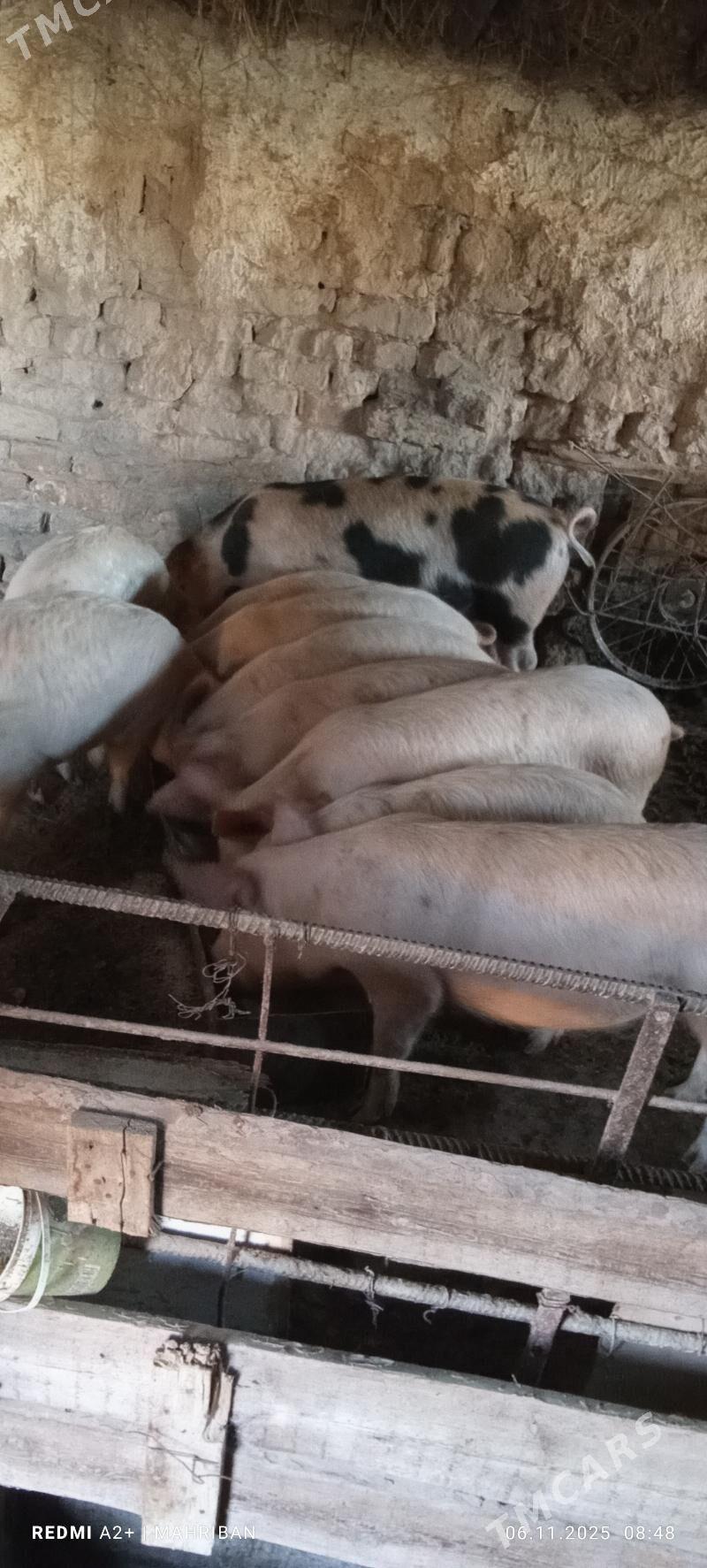 doñuz - Туркменабат - img 1