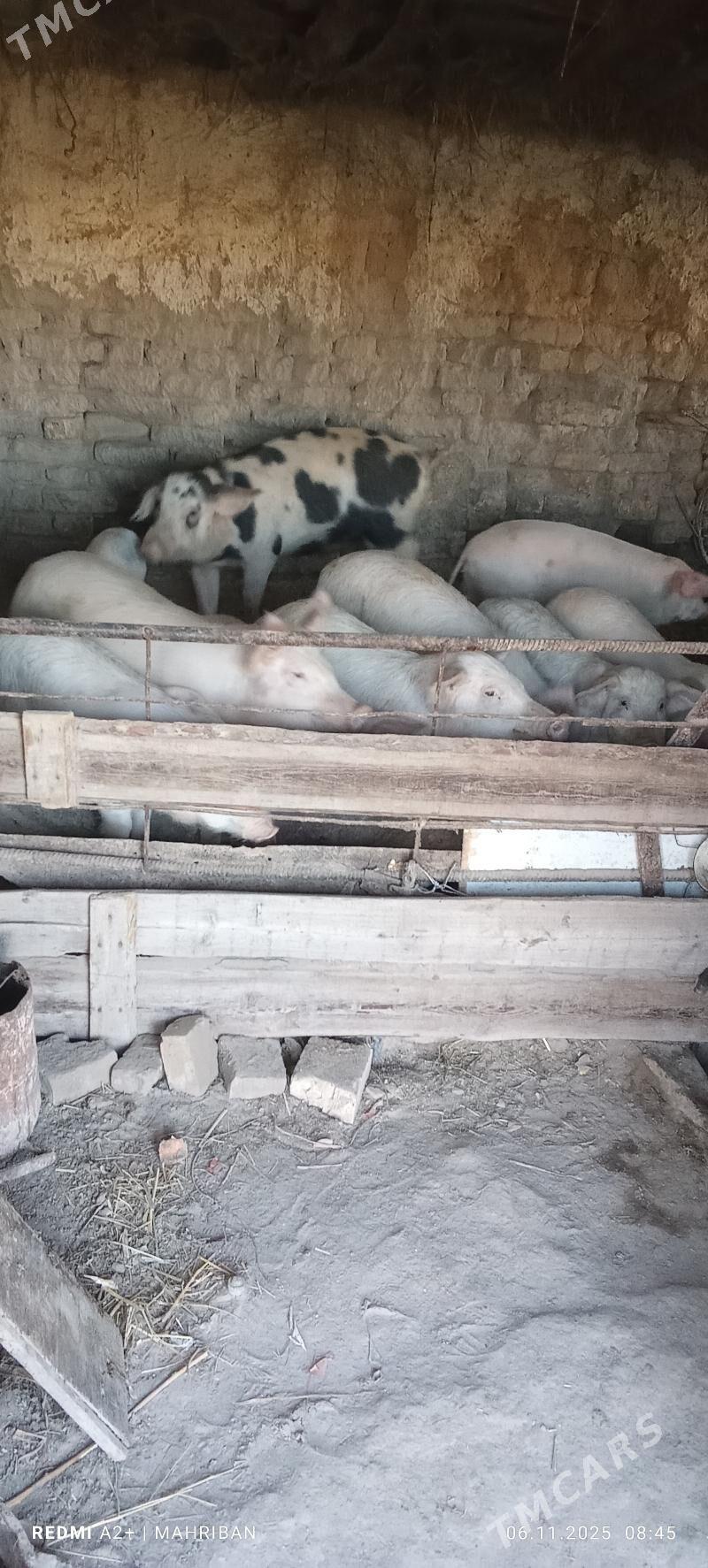 doñuz - Туркменабат - img 3