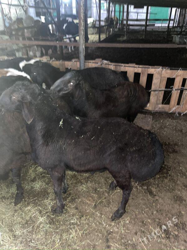 goch - Бузмеин - img 3