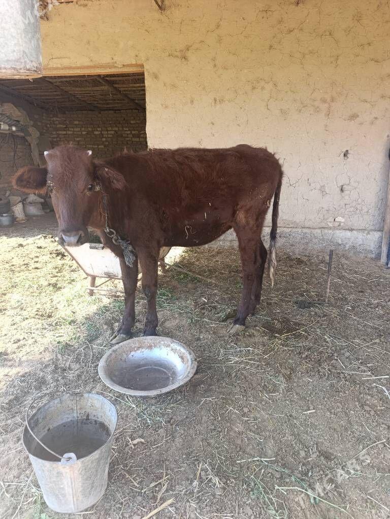 Gulajyn - Murgap - img 2