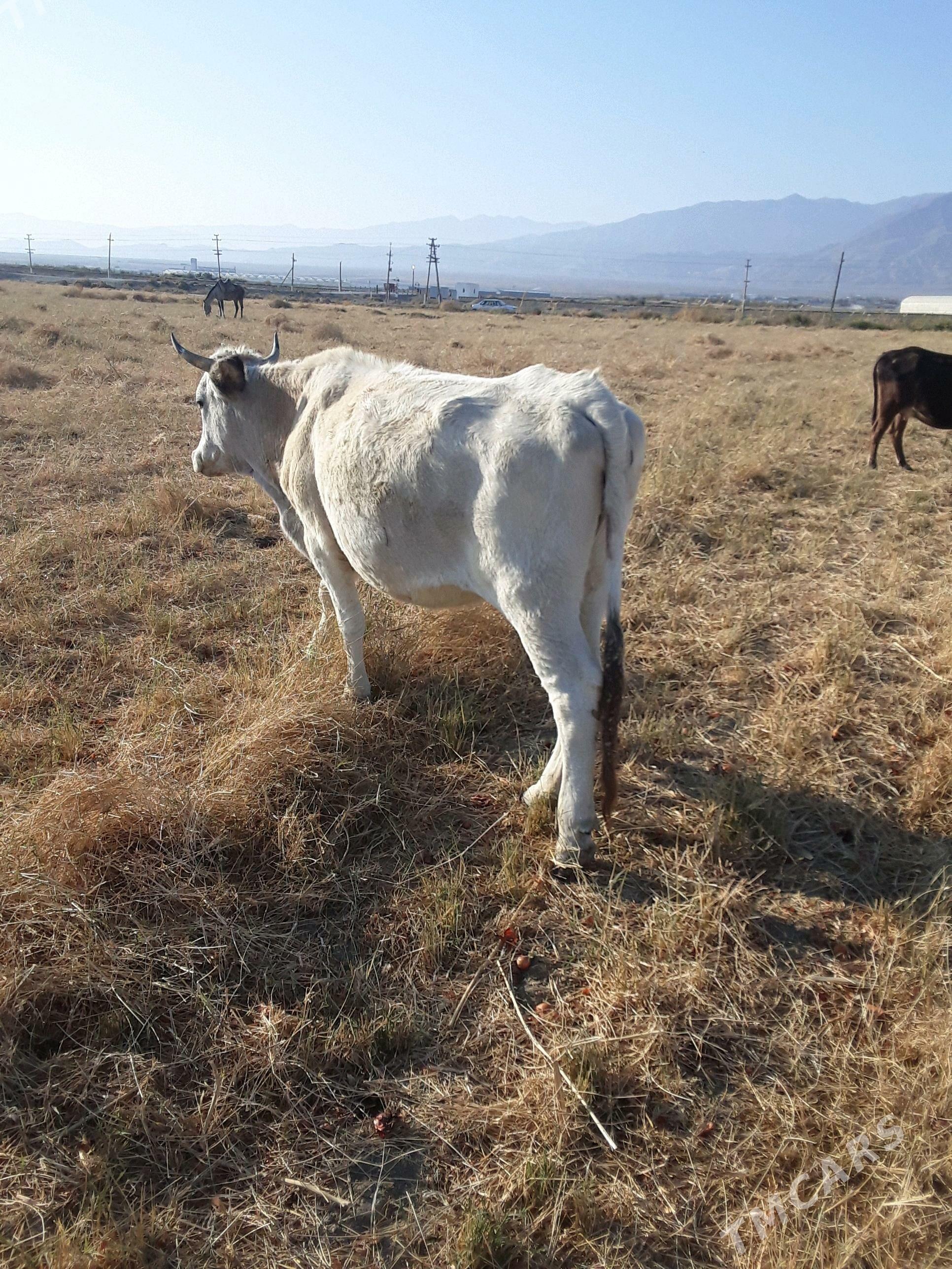 bogaz sygyr - Бахарден - img 1