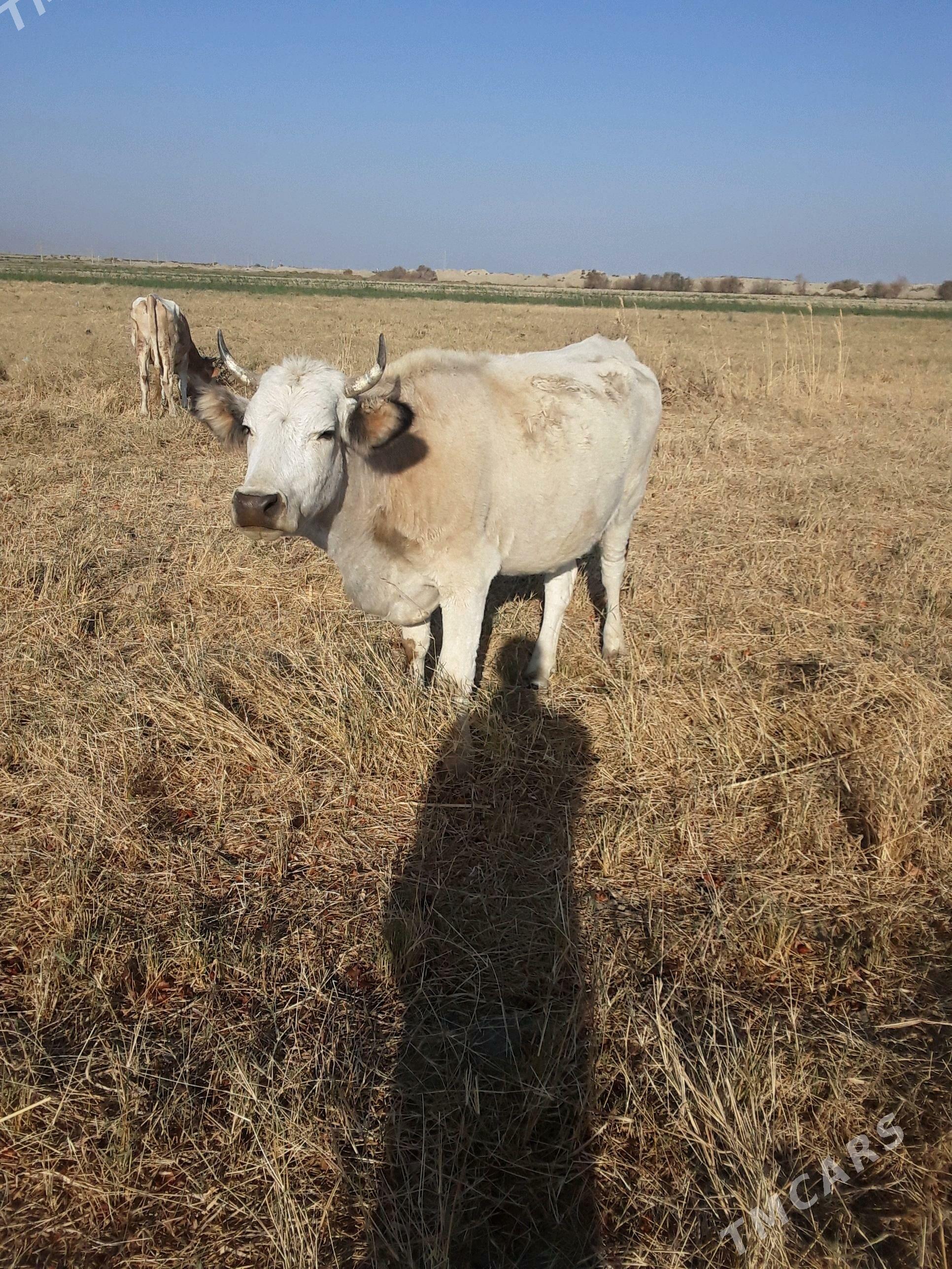 bogaz sygyr - Бахарден - img 2